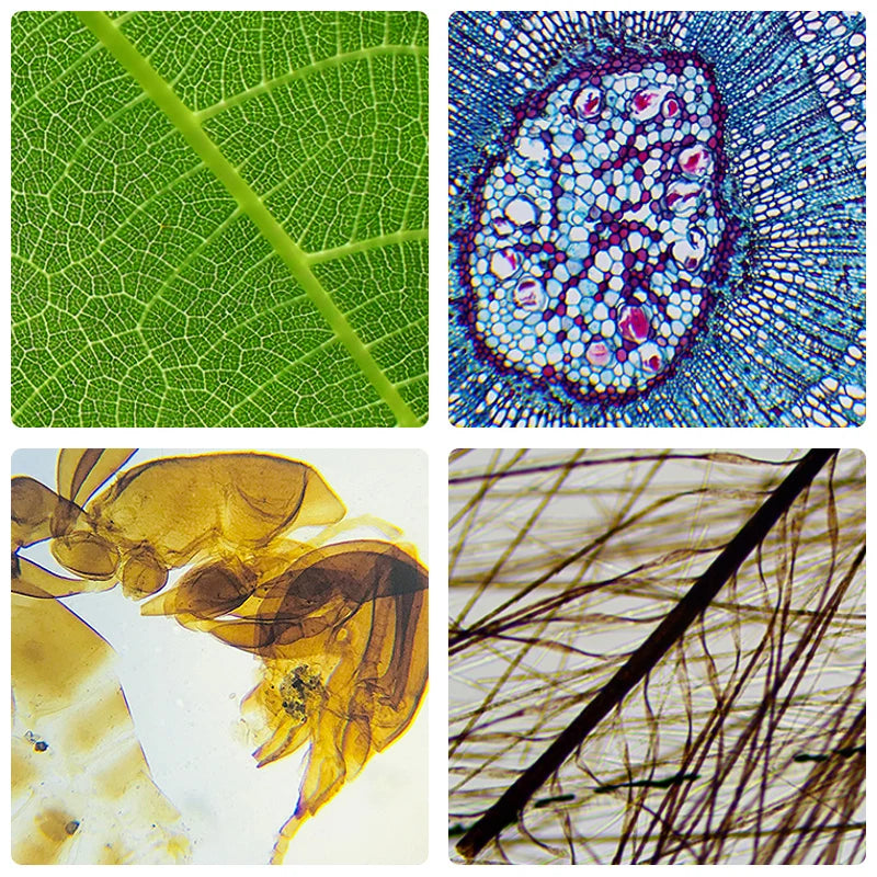 Tragbares Digitalmikroskop – 800-facher Zoom, HD-Bildschirm, tragbares Mini 