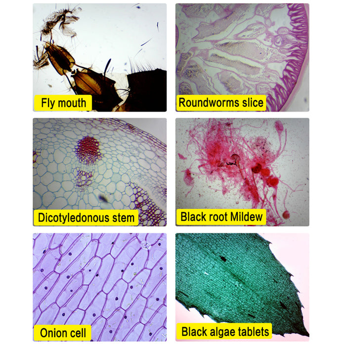 Microscopio biológico HD Zoom 2000x + accesorios de 13 piezas + electrónico